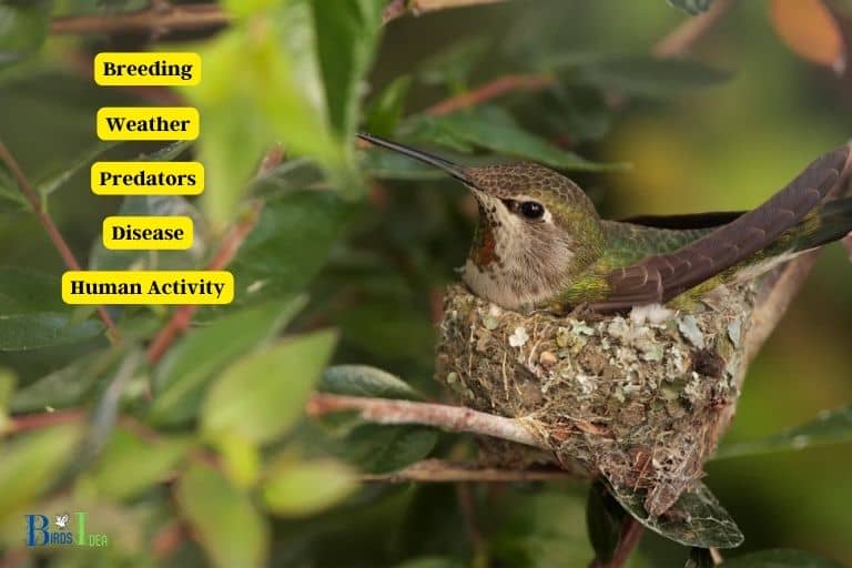 What Causes Hummingbirds in California to Migrate