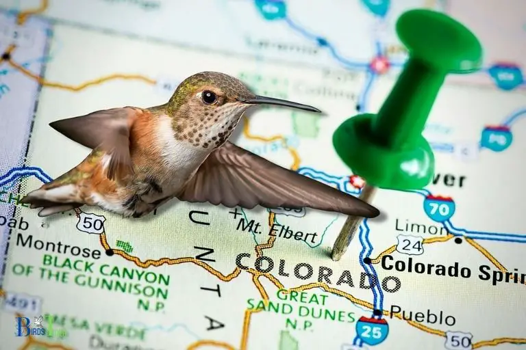 What Causes Hummingbirds to Leave Colorado for the Winter
