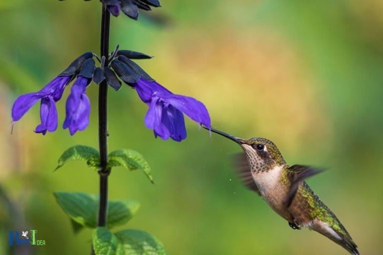 What Characteristics of Clematis Attract Hummingbirds