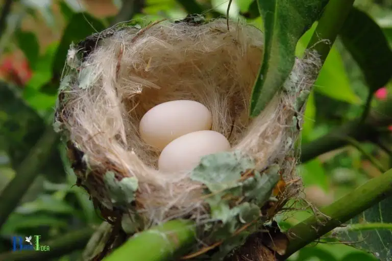 What Color Are Hummingbird Eggs