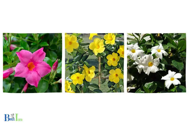 What Colors Are Available in Mandevilla Blooms