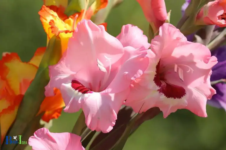 What Colors of Gladiolus Attract Hummingbirds