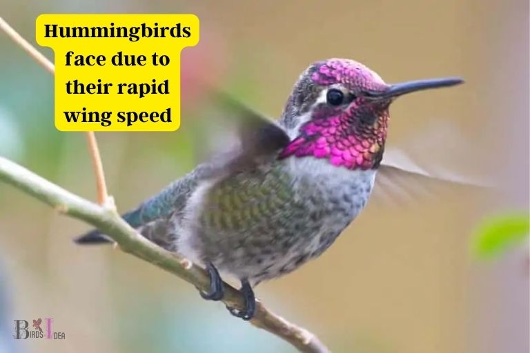 What Dangers Do Hummingbirds Face With Rapid Wing Speed