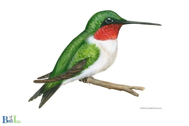 What Do Hummingbirds Look Like