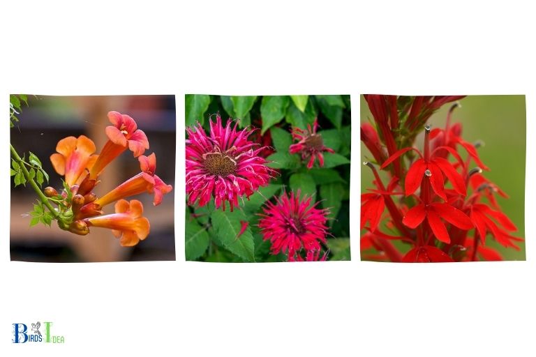 What Do Hummingbirds Prefer in a Plant