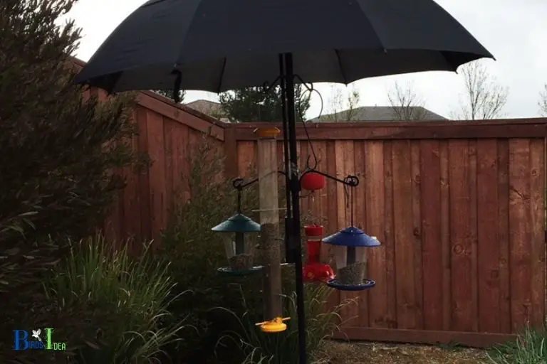 What Do I Need To Know About Wind and Rain Protection When Creating Shade for a Hummingbird Feeder