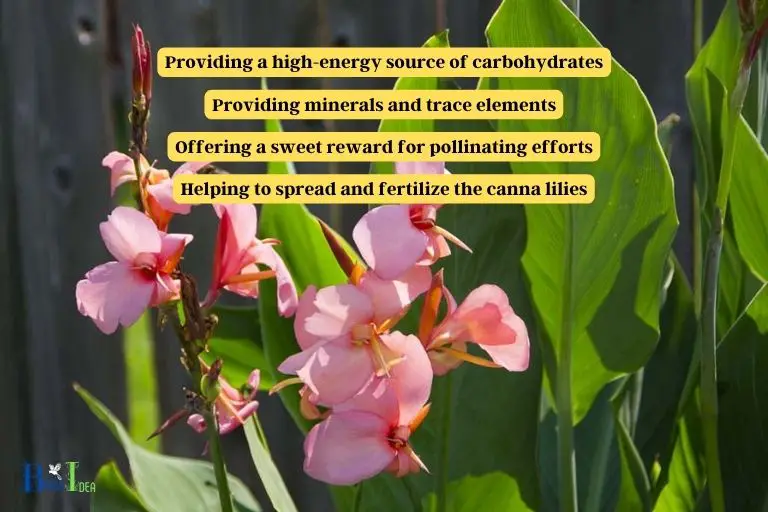What Does the Nectar In Canna Lilies Provide For Hummingbirds