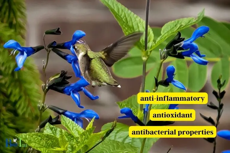 What Else Do Hummingbirds Benefit From Salvia