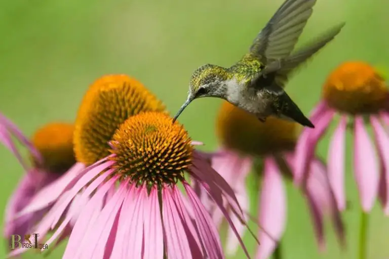 What Factors Do Hummingbirds Consider When Selecting Coneflowes