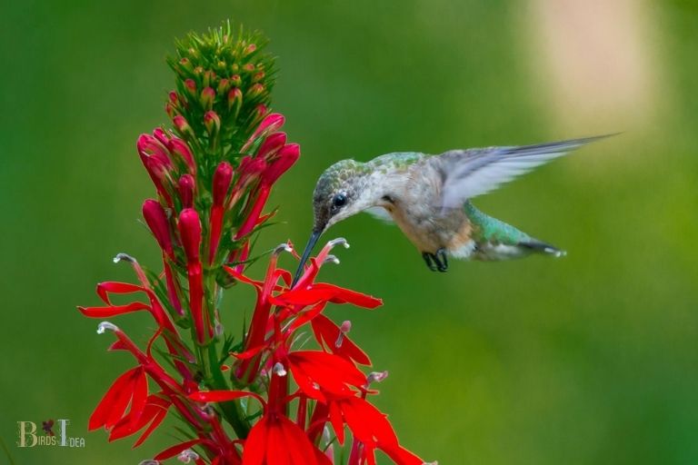 What Impact Do Necterodependence Have on Hummingbirds