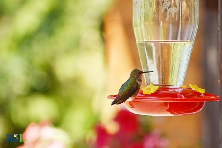 What Is The Best Way To Feed Hummingbirds