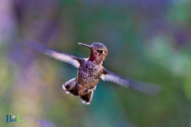 What Is The Maximum Speed of Hummingbirds