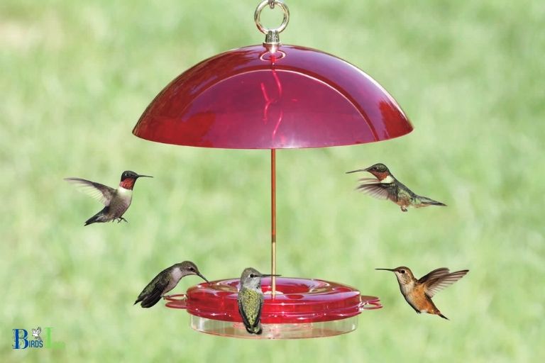 What Is the Best Way To Keep a Hummingbird Feeder in Shade