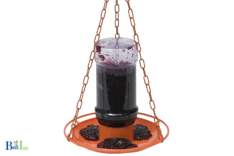 What Is the Best Way to Serve Grape Jelly to Hummingbirds