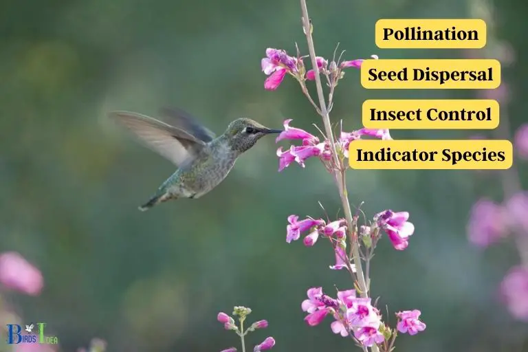 What Is the Impact of Hummingbirds on the Environment
