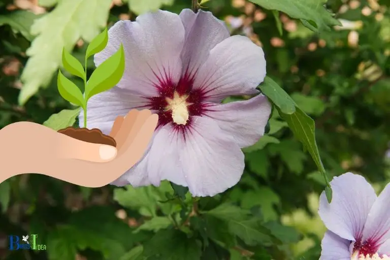What Kind of Care Does The Rose of Sharon Need