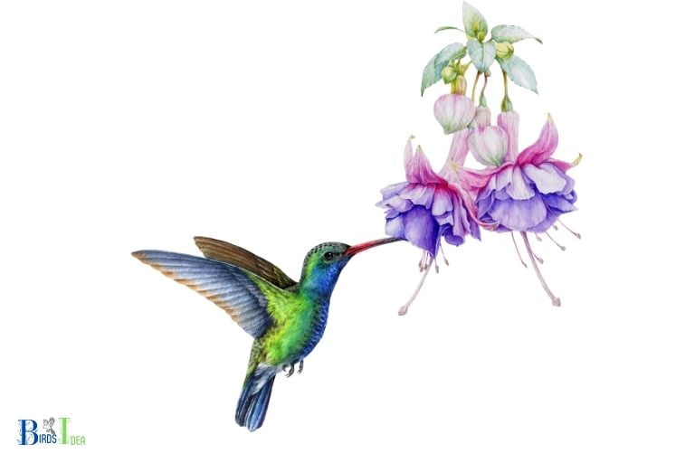 What Kind of Diet do Hummingbirds Have During the Day
