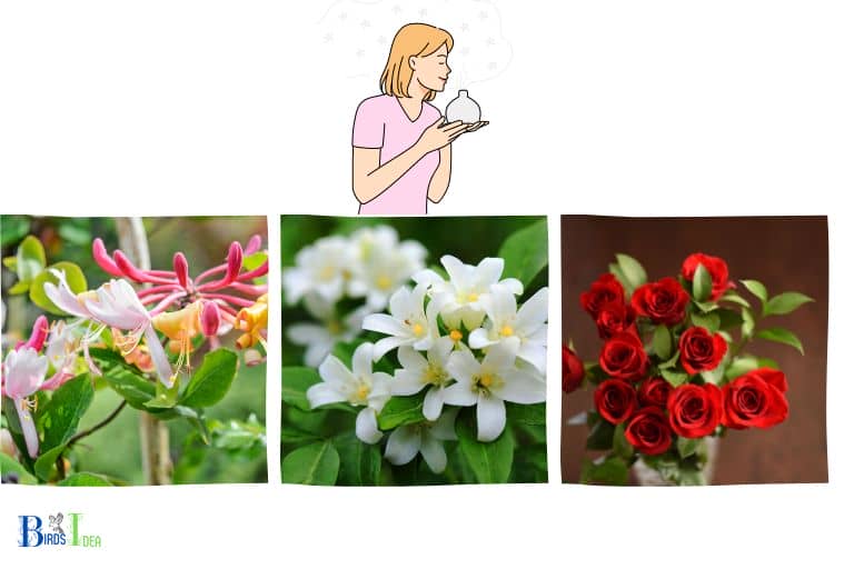 What Kind of Fragrance Do Mandevilla Blooms Have