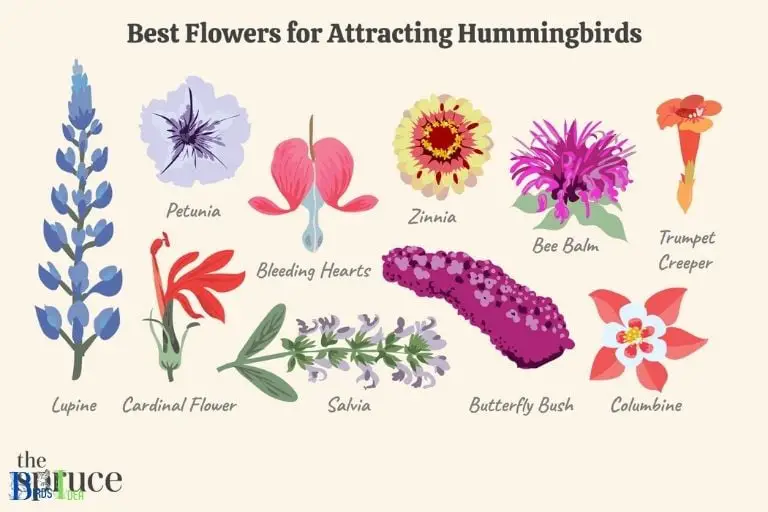 What Kinds of Feeders and Plants Attract Hummingbirds