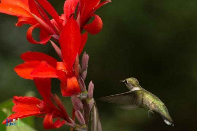 What Makes Canna Lilies Appealing To Hummingbirds