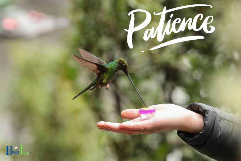 What Makes Hummingbirds Have Natural Wariness of Humans