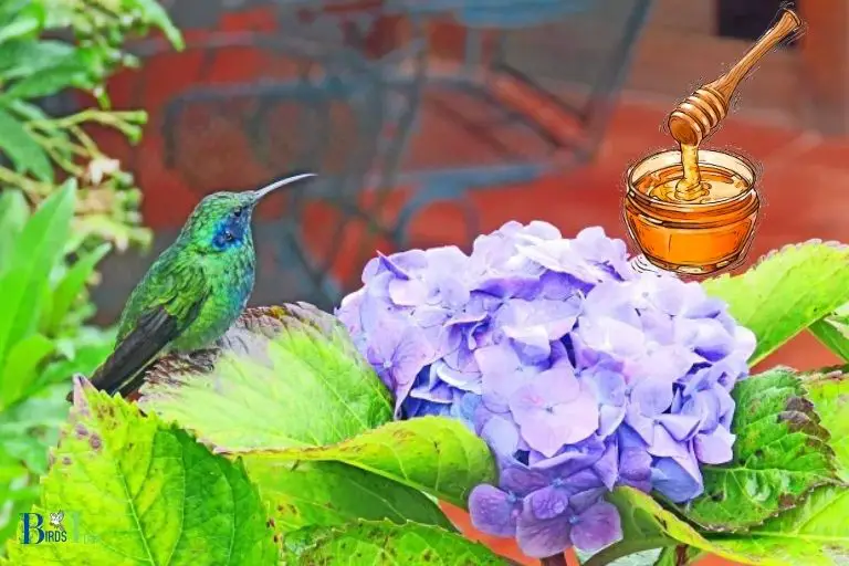 What Makes Hydrangeas Attractive to Hummingbirds