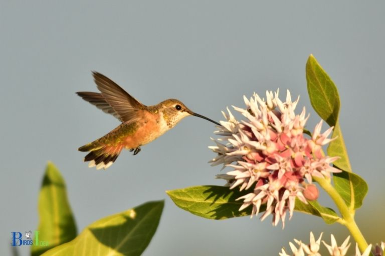 What Makes Milkweed Attractive to Hummingbirds