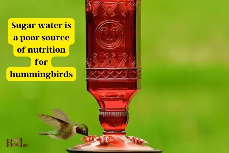 What Makes Sugar Water A Poor Source Of Nutrition For Hummingbirds 