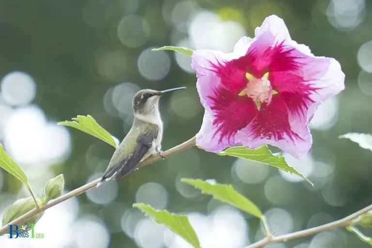 What Makes the Rose of Sharon Ideal For Hummingbirds