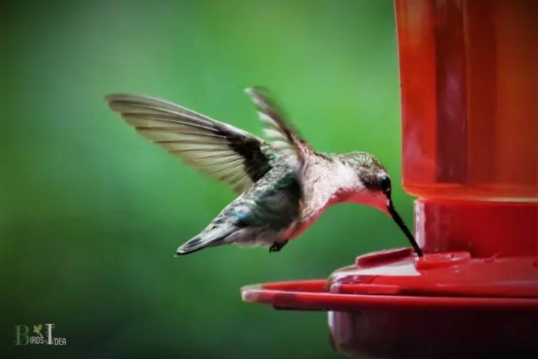 What Nutrients Does Sugar Water Provide For Hummingbirds