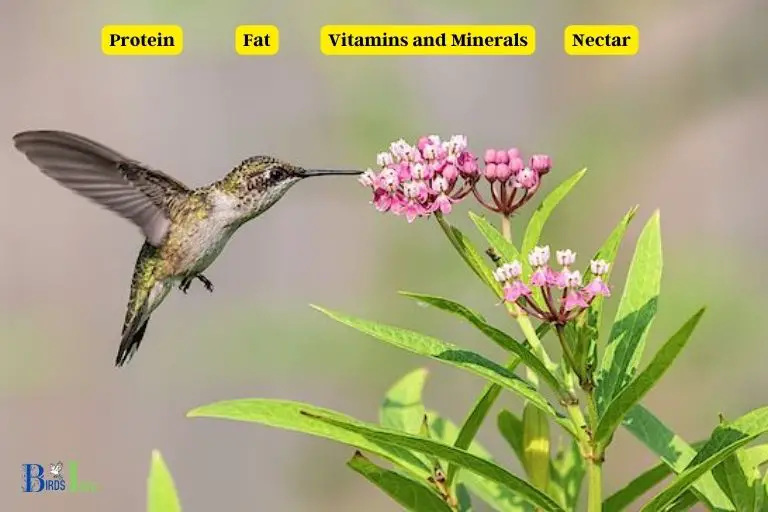 What Nutrients Help Hummingbirds Obtain from Milkweed