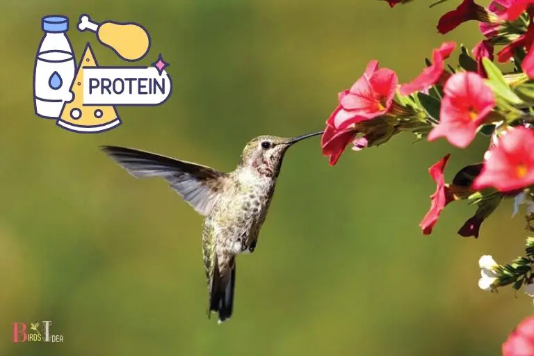 What Nutrients do Begonias Provide to Hummingbirds