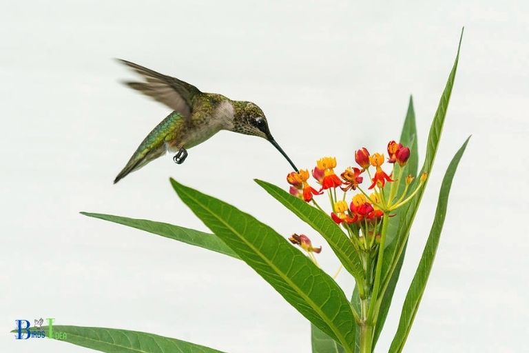 What Other Benefits Does Milkweed Offer Hummingbirds