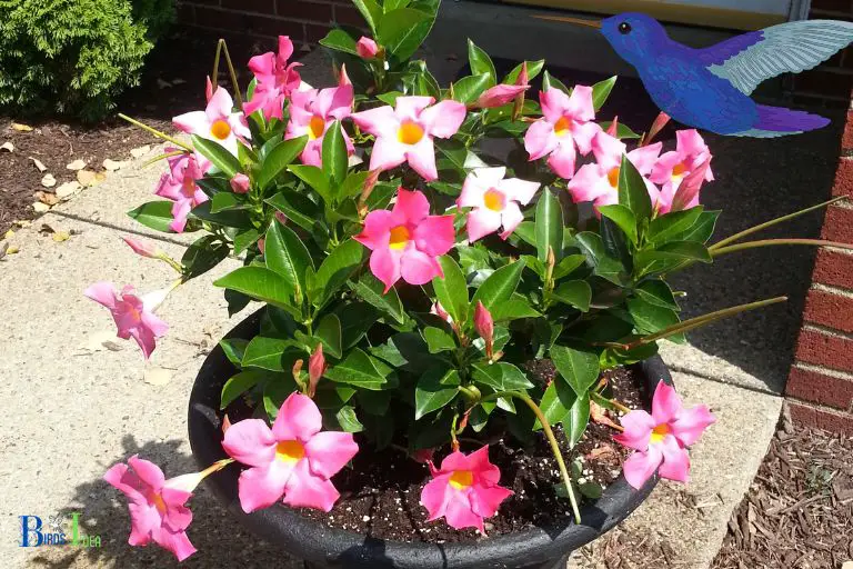 What Other Benefits Does Planting Mandevilla Provide