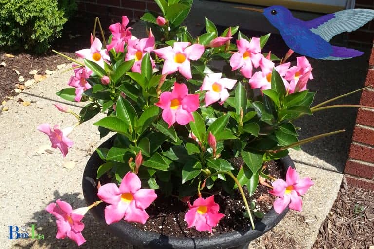 What Other Benefits Does Planting Mandevilla Provide