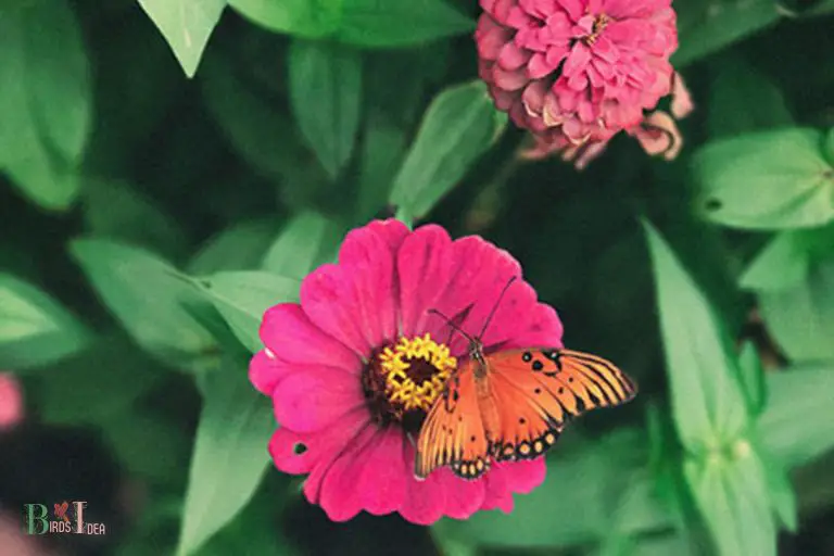What Other Pollinators Are Attracted to Zinnias