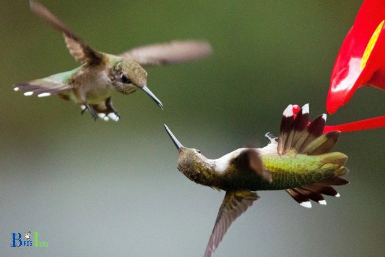 What Other Reasons Cause Hummingbirds To Hover