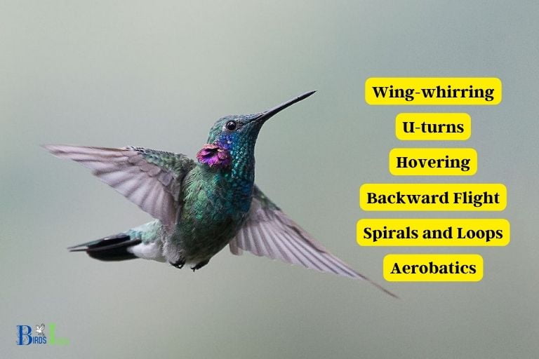 What Other Unusual Flight Maneuvers Are Hummingbirds Capable Of