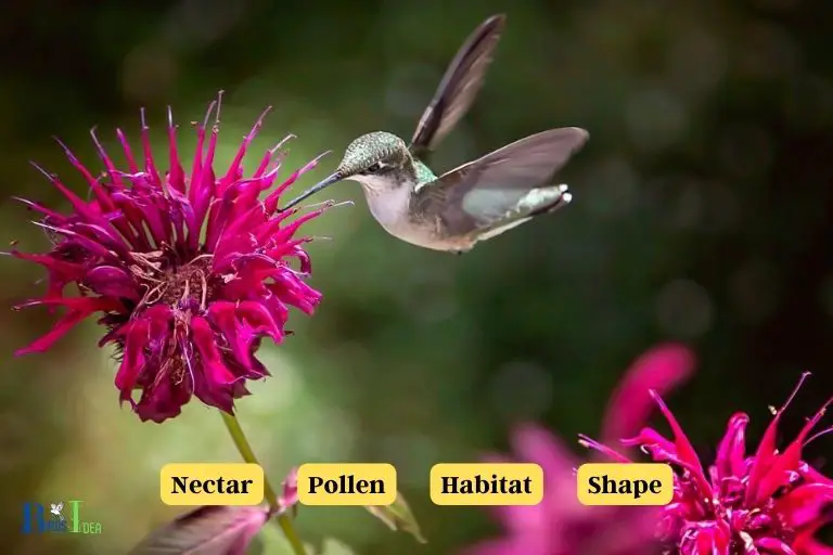 What Parts of Bee Balm Aphract Hummingbirds