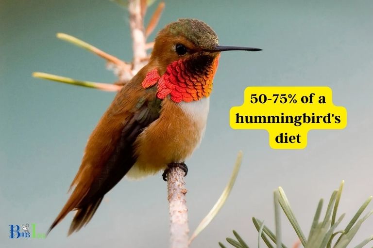 What Percentage of a Hummingbirds Diet is Nectar