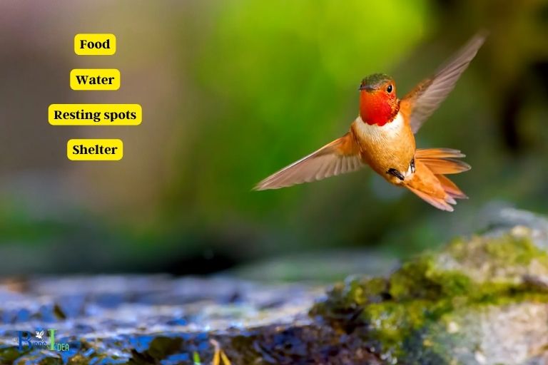 What Resources Do Hummingbirds Need During Migration