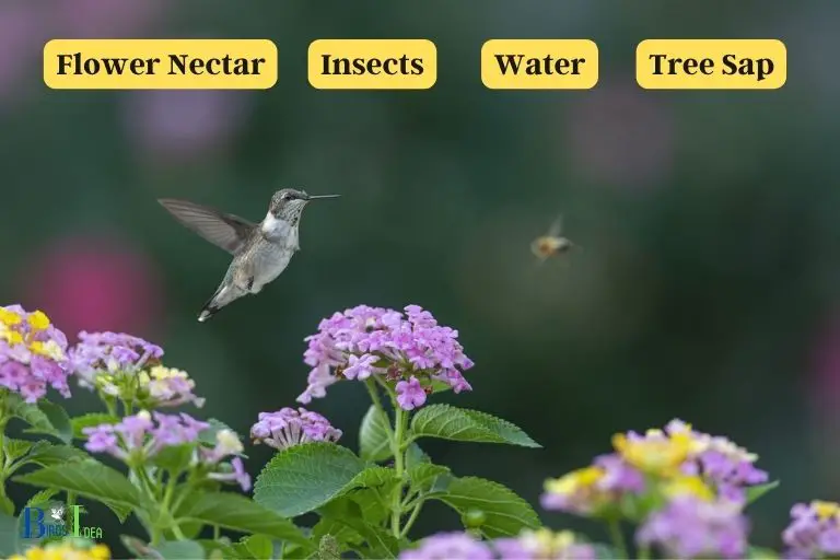 What Resources Do Hummingbirds Use in Idaho to Fuel Migration