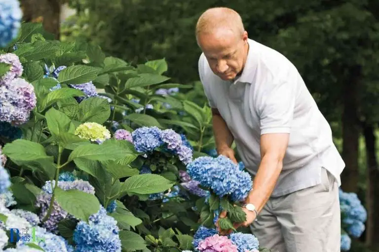 What Should Gardeners Know About Planting Hydrangeas to Attract Hummingbirds