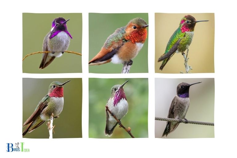 What Species of Hummingbirds Can Be Found in New York