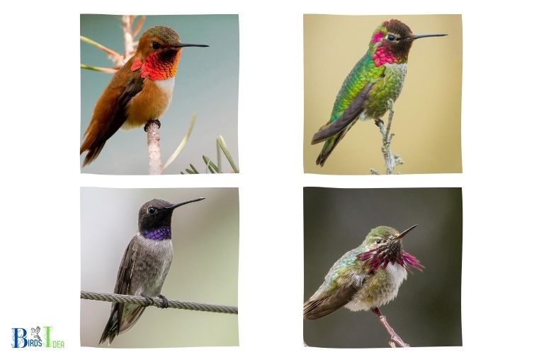 What Species of Hummingbirds Enjoy Clematis