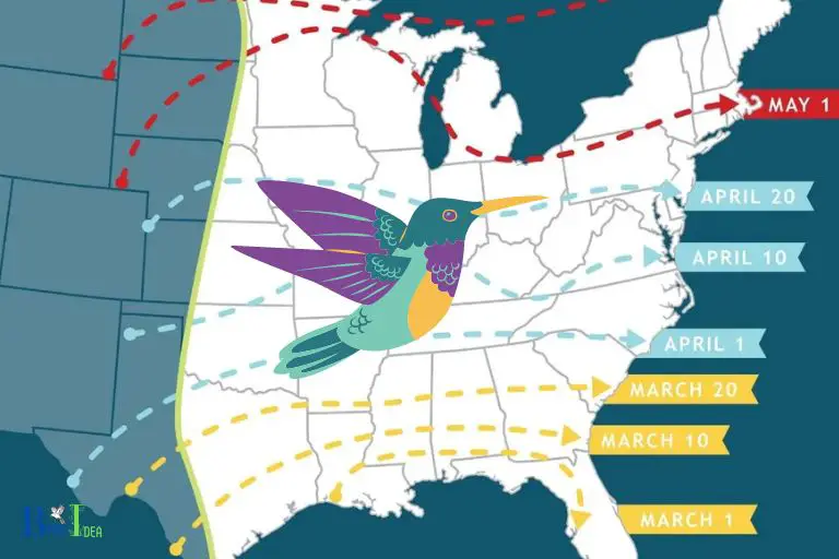 What Time of Year Are Hummingbirds Most Abundant in Louisiana