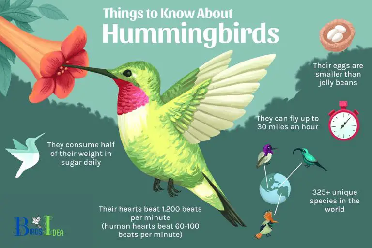 What are Hummingbirds Overview Characteristic