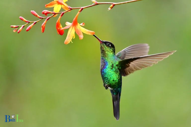 What are the Benefits of Eating Nectar for Hummingbirds