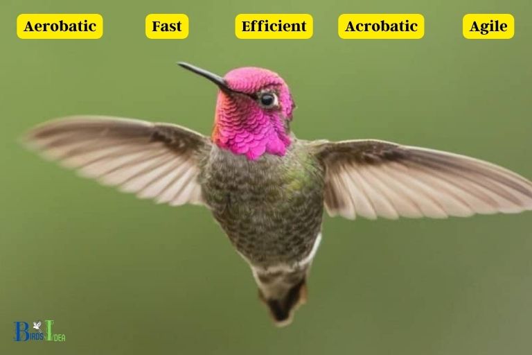 What are the Characteristics of a Hummingbirds Flight