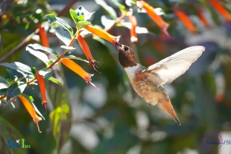 What are the Nutritional Needs of Hummingbirds